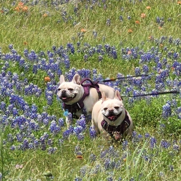 Meet your Posher, Leslie - Picture 4 of 4